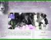 Tolle Hunde Homepage Vorlagen 800x495