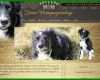 Beste Hunde Homepage Vorlagen 800x495