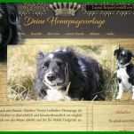 Beste Hunde Homepage Vorlagen 800x495