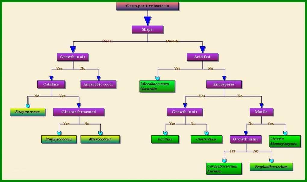 Atemberaubend Vorlage Familienstammbaum 1250x742