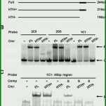 Einzahl Cmr Pdf Vorlage 850x962